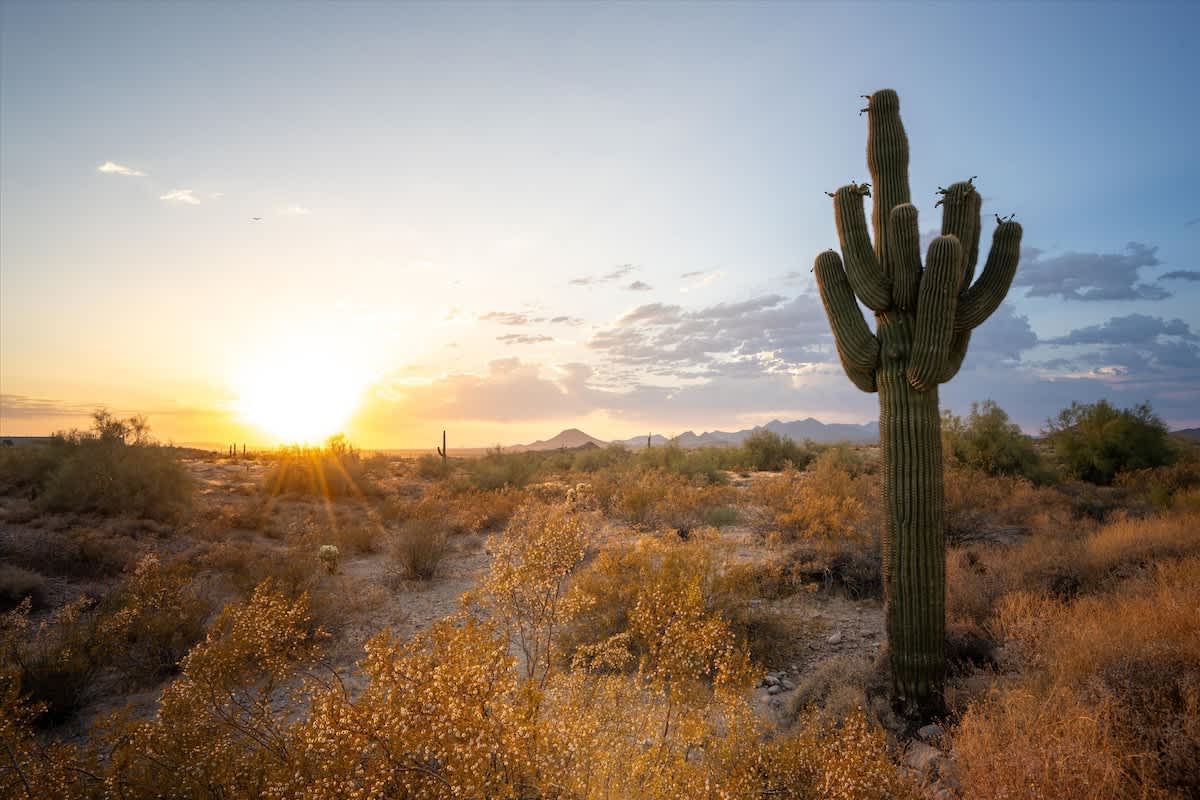 Desert View